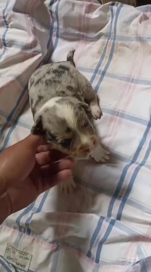 Border Collie perros en venta: Border collie - Video 1