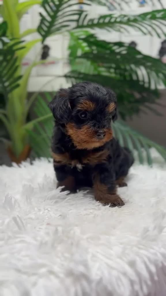 Maltipoo perros en venta: MALTIPOO 💙 - Video 2