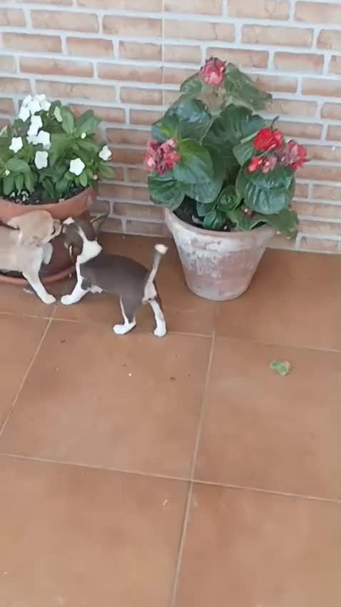 Chihuahua perros en venta: Chihuahua bicolor macho y hembra toy - Video 2