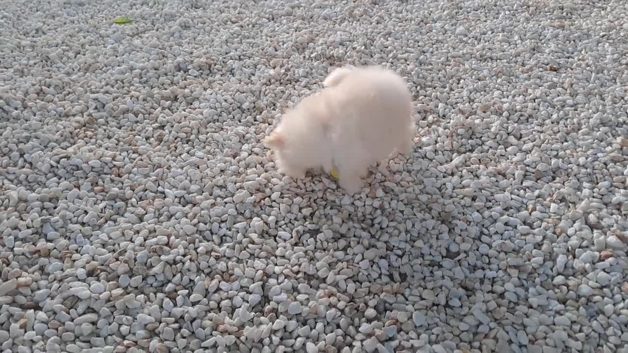Pomerania perros en venta: Cachorrita de Pomerania Toy - Video 3