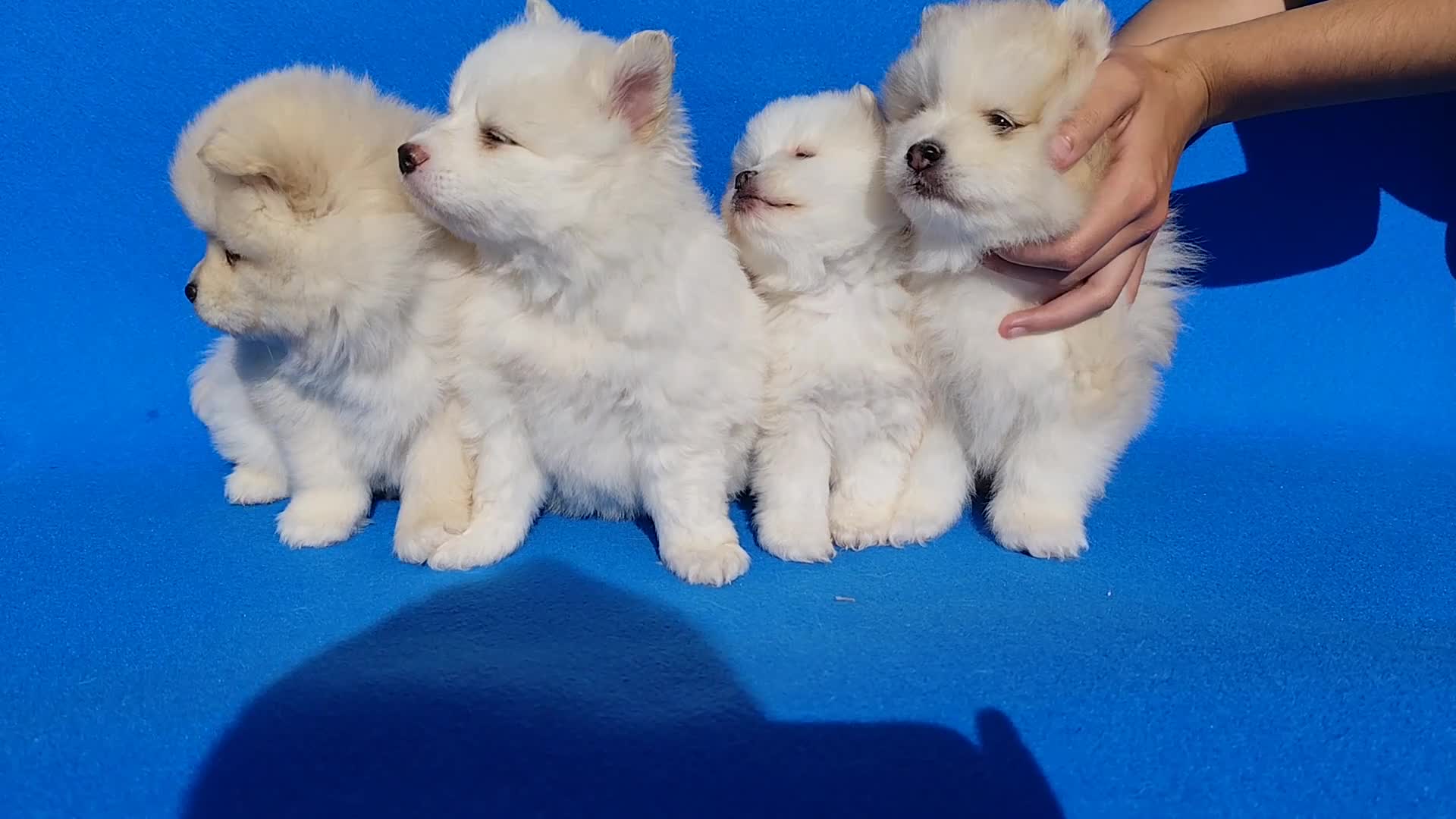 Pomsky perros en venta: Pomsky  - Video 1