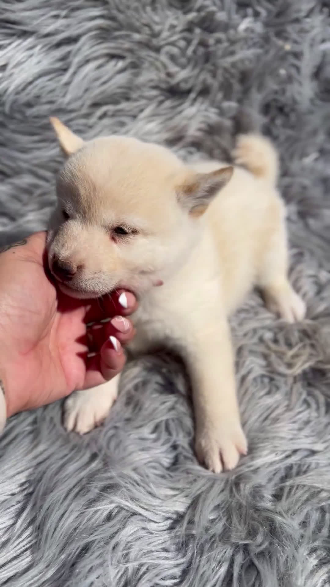 Shiba Inu perros en venta: Shiba inu blanco  - Video 1