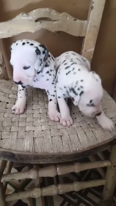 Dálmata perros en venta: Camada Dálmata Selección - Macho y Hembras - Video 1