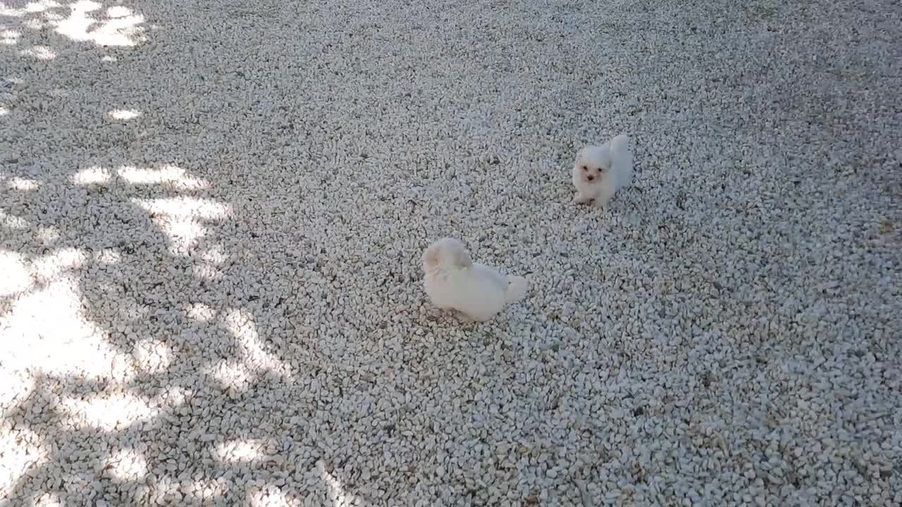 Bichón Maltés perros en venta: Cachorritas de Bichon Maltes  - Video 1