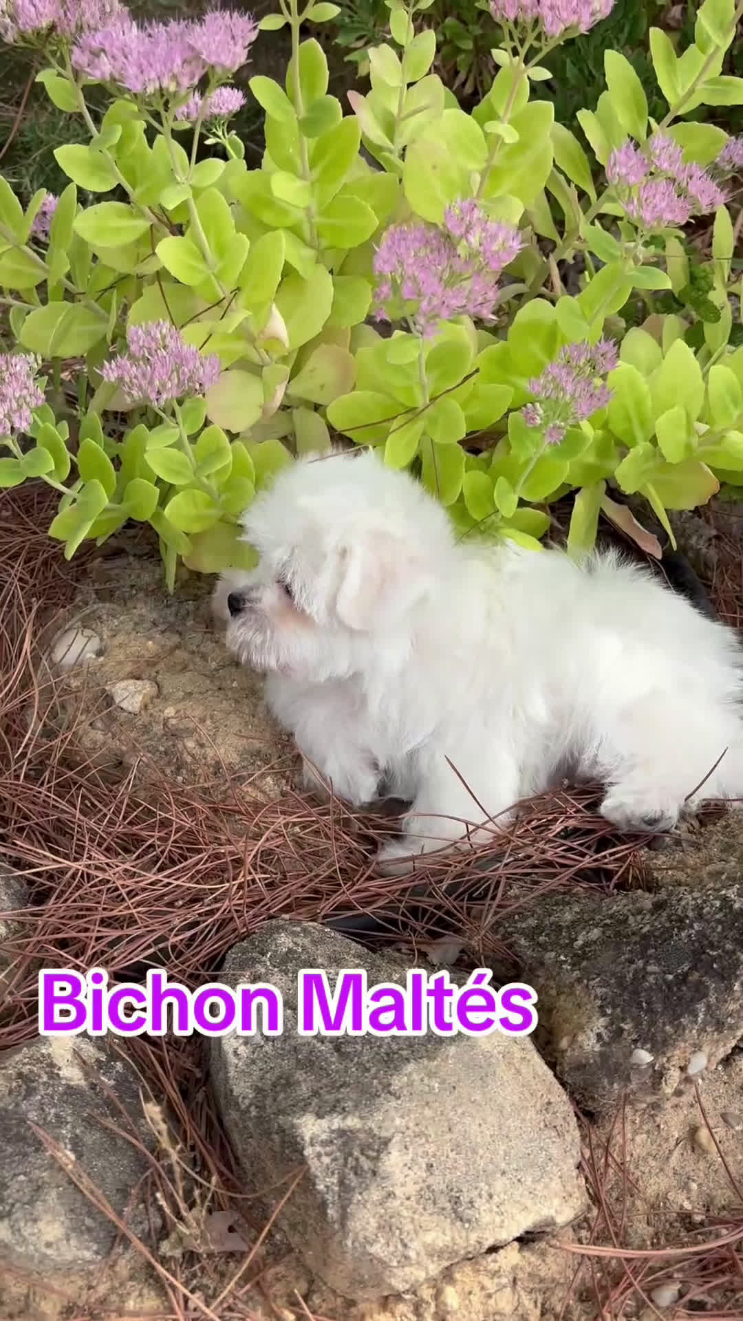 Bichón Maltés perros en venta: Bichon maltés macho disponible  - Video 1