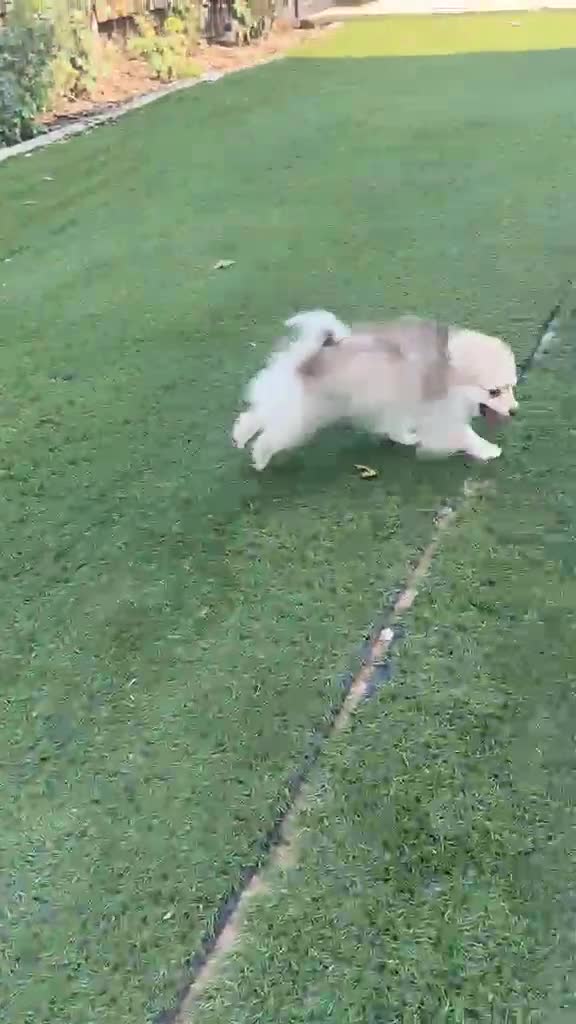 Pomerania perros en venta: Pomerania Macho 4 meses - Video 1