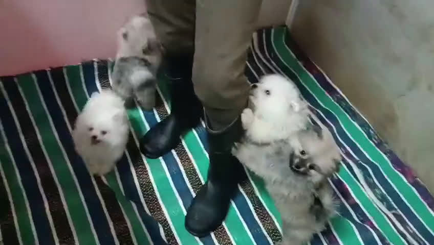 Pomerania perros en venta: PRECIOSAS HEMBRITAS POMERANIAS - Video 1