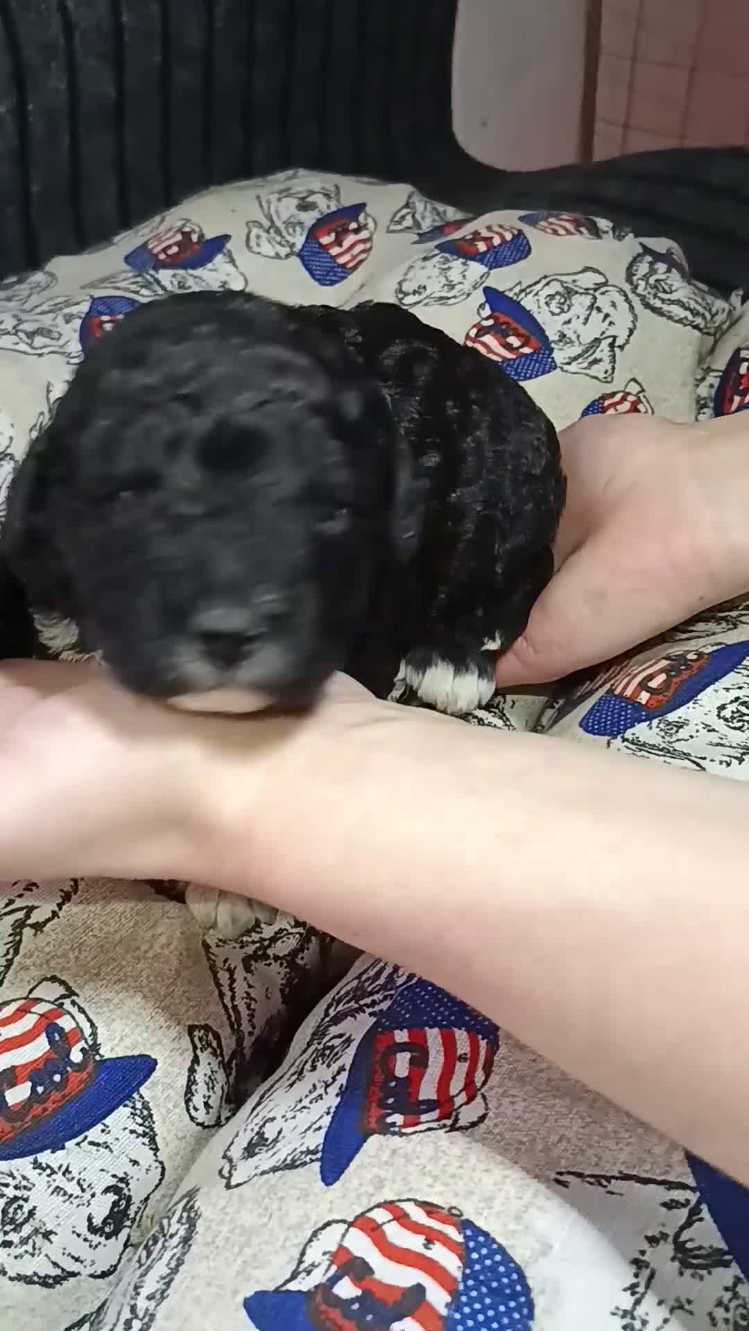 Perro de Agua Español perros en venta: Perro de agua  - Video 2