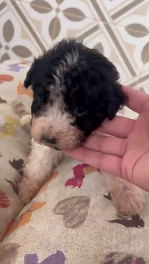 Perro de Agua Español perros en venta: Perro de aguas español  en Madrid - Video 1