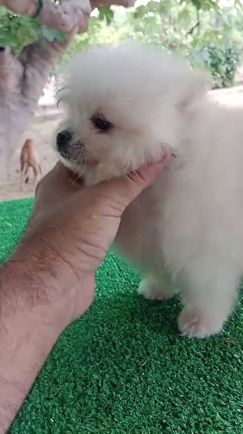 Pomerania perros en venta: Cachorro de Pomerania Toy   - Video 1