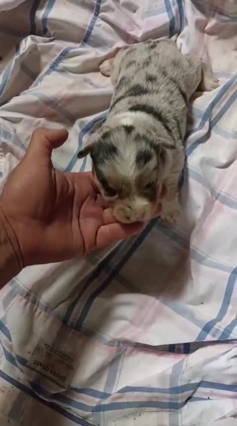 Border Collie perros en venta: Border collie - Video 4