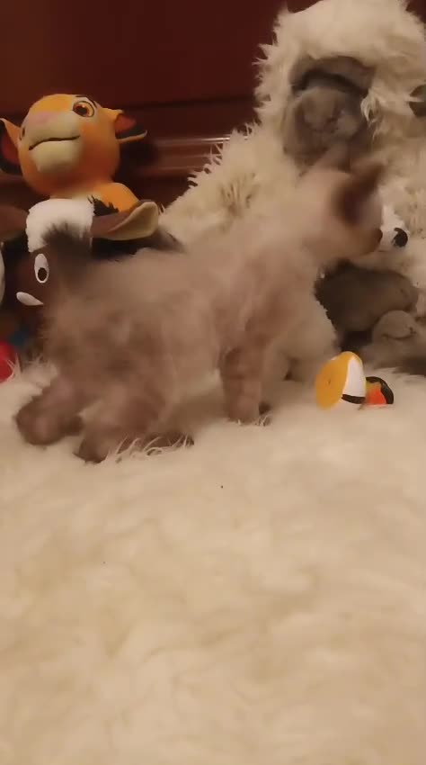 Siamés gatos en venta: GATITO SIAMÉS  - Video 1