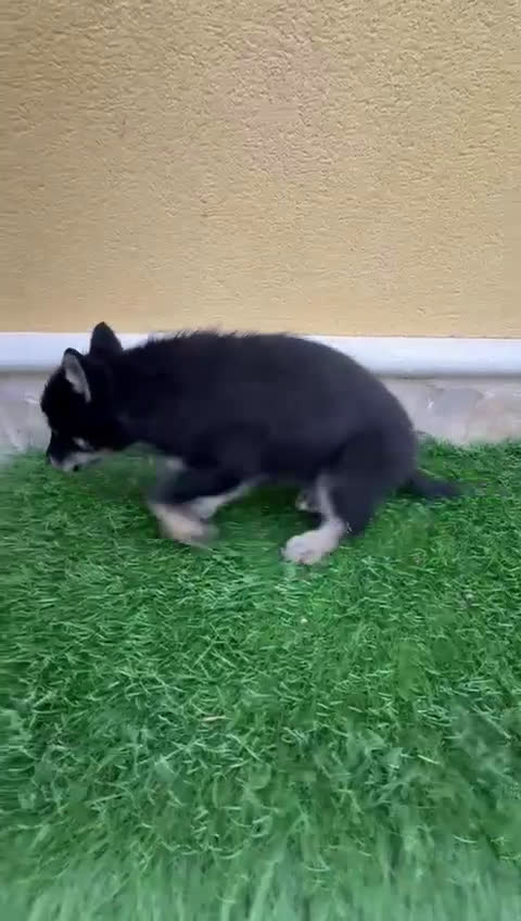 Perro Lobo de Saarloos perros en venta: Perro Lobo Ibérico macho  - Video 1