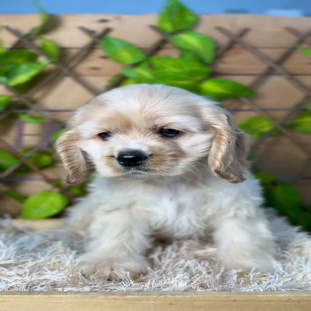 Cocker Spaniel Americano perros en venta: Camada de Blanca  - Video 1