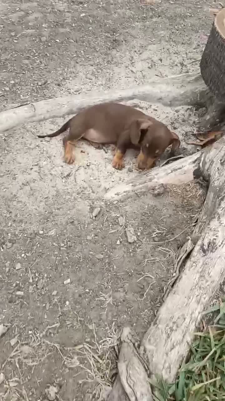 Teckel perros en venta: Preciosos cachorros teckel de pura raza - Video 2