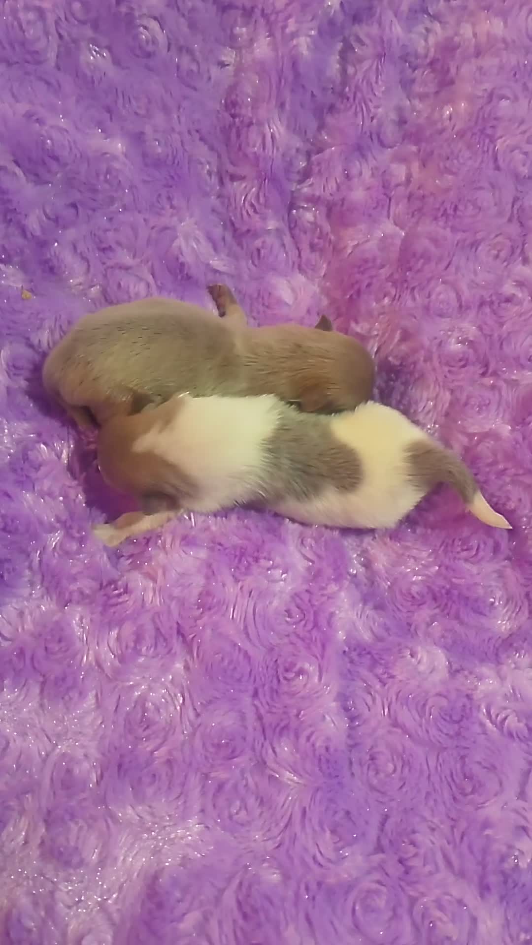 Pomerania perros en venta: Pareja de pomerania toy (De verdad) - Video 1