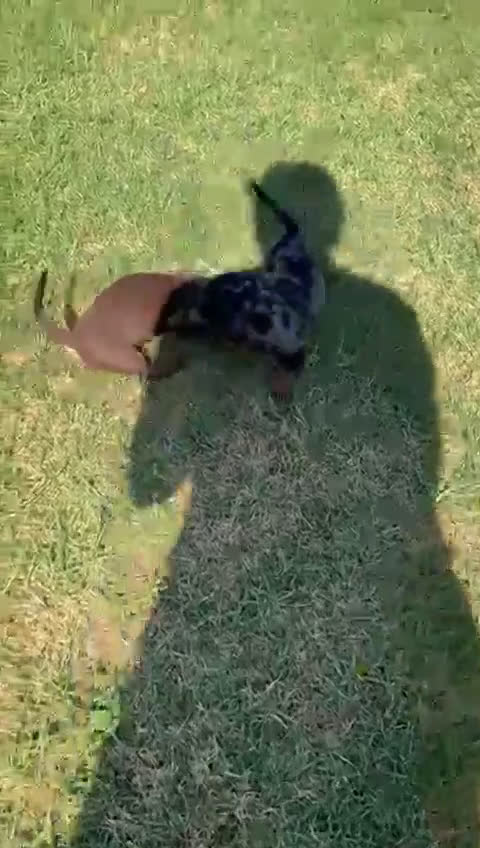 Teckel perros en venta: TECKEL MINIATURA HEMBRA - Video 3
