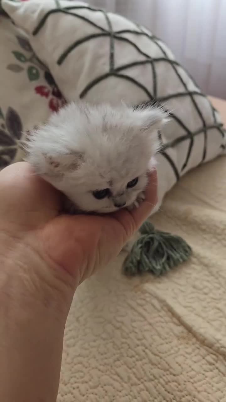 Persa gatos en venta: Gatos persas chinchilla silver  - Video 2