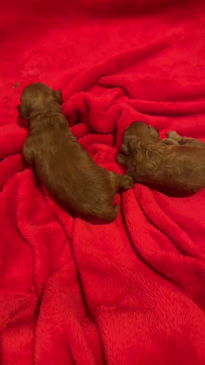 Caniche Toy perros en venta: Preciosa hembrita caniche toy 🧸  - Video 1