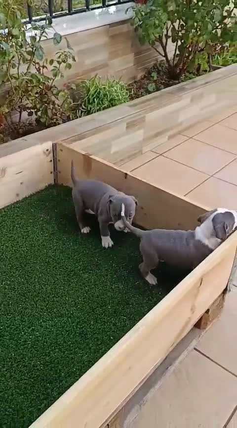 American Staffordshire-Terrier perros en venta: American estanford  - Video 2