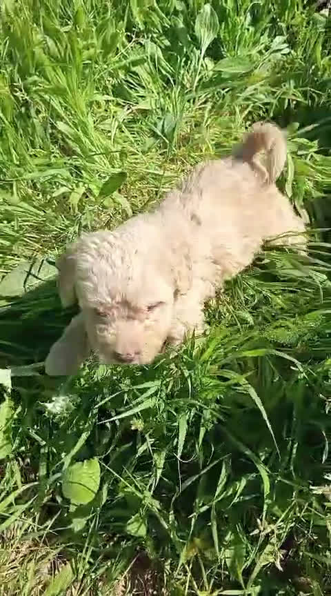 Perro de Agua Español perros en venta: Perro de agua Español  - Video 2