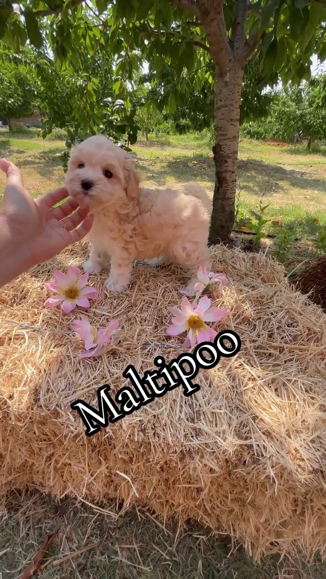 Maltipoo perros en venta: Maltipoo Macho disponible !! - Video 1