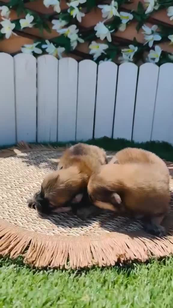 Pomerania perros en venta: POMERANIAS 🎀 - Video 1