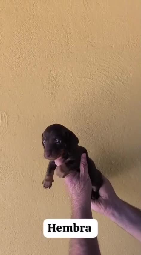 Teckel perros en venta: Teckel hembra - Video 1