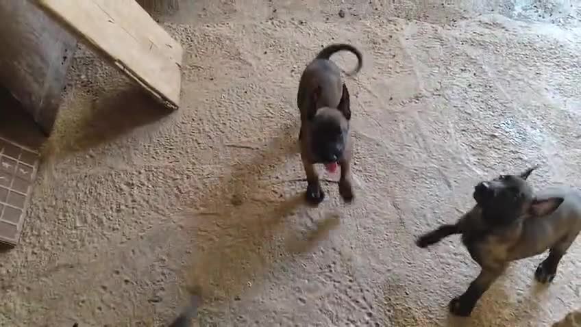 Pastor Belga Malinois perros en venta: Camada de pastor belga - Video 1