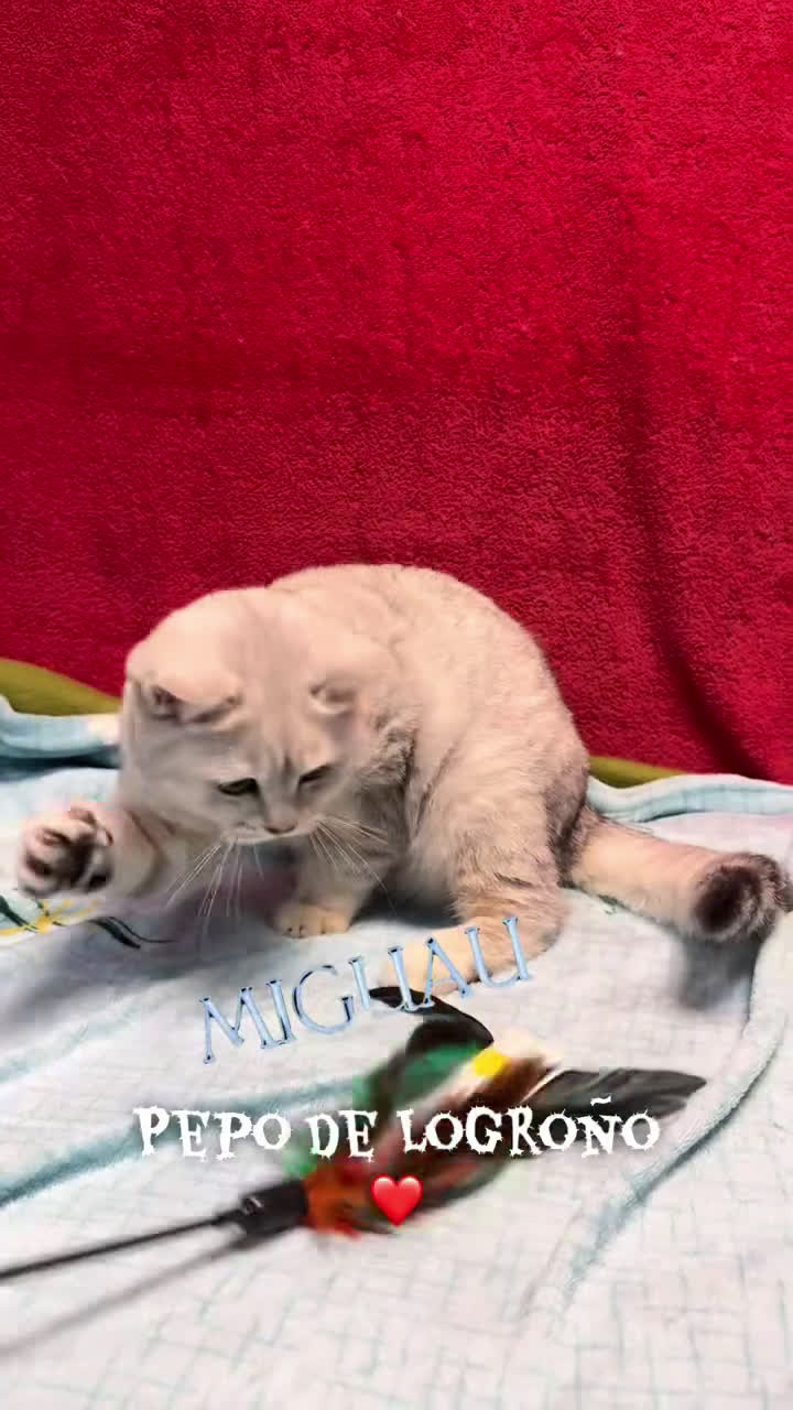 Británico de Pelo Corto gatos en venta: British Silver Shaded Negro - Video 1