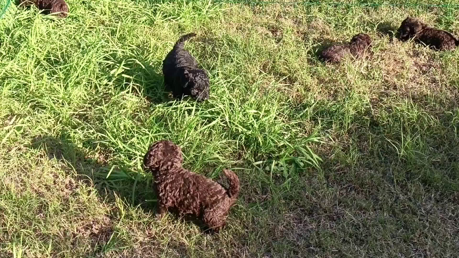 Perro de Agua Español perros en venta: Camada perro de agua español  - Video 3