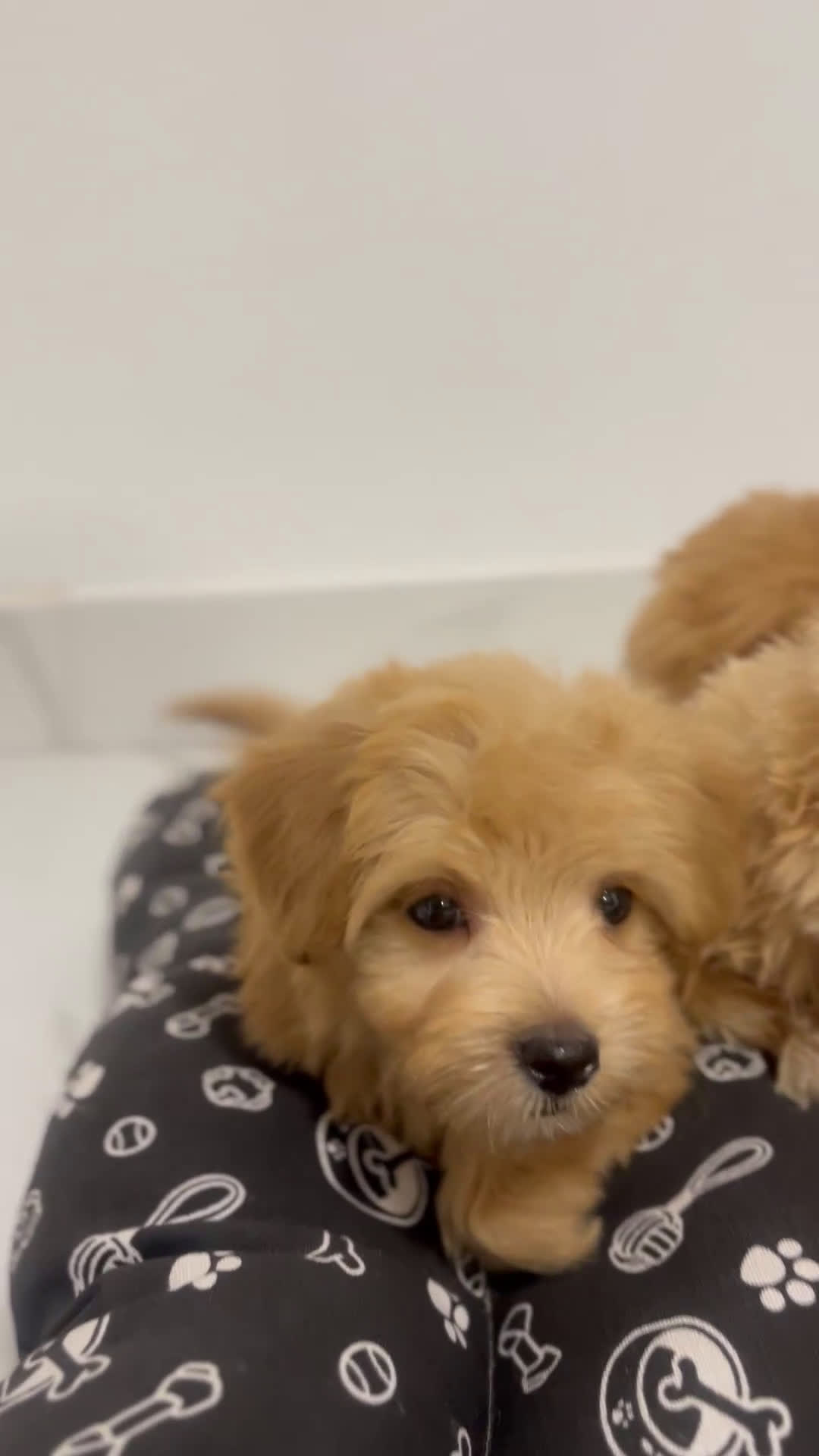 Maltipoo perros en venta: Cachorros de maltipoo disponibles  - Video 2