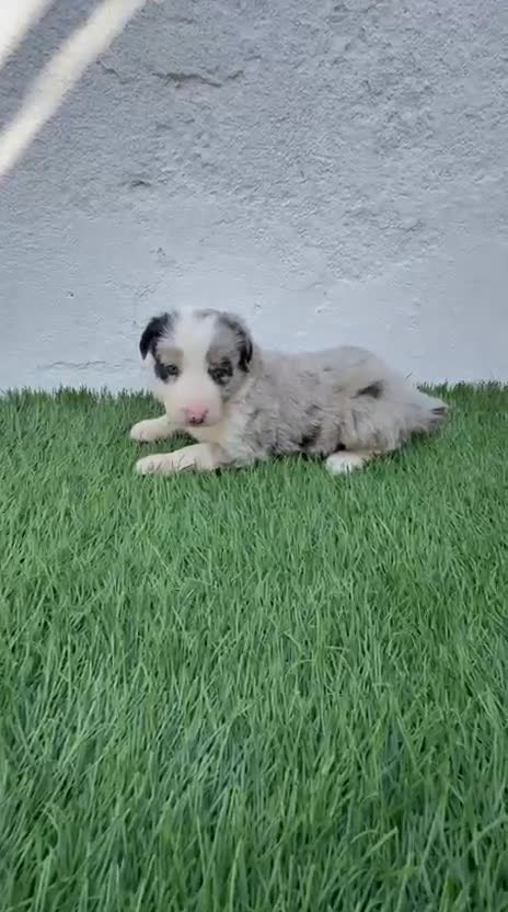 Border Collie perros en venta: Border Collie tricolor merle blue chocolate - Video 1