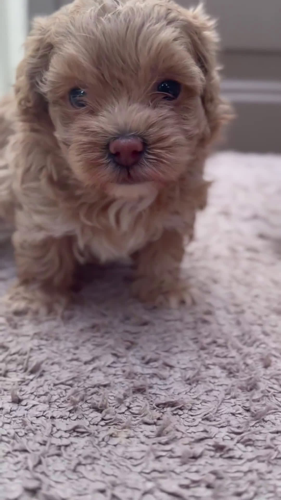 Maltipoo perros en venta: 🌸 PEQUEÑAS MALTIPOO, MUFFIN, YUKI, MOCHILA 🌸 - Video 1