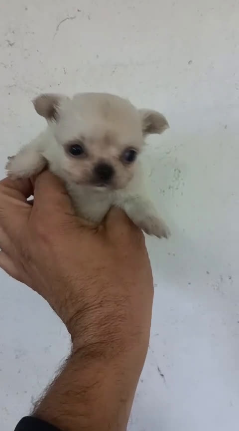 Chihuahua perros en venta: CACHORROS CHIHUAHUA  - Video 2