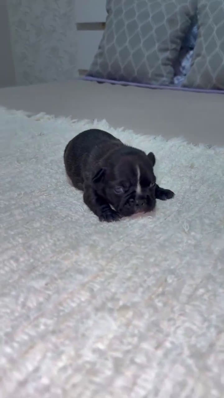 Bulldog Francés perros en venta: Bulldog francés espectacular morfología  - Video 2