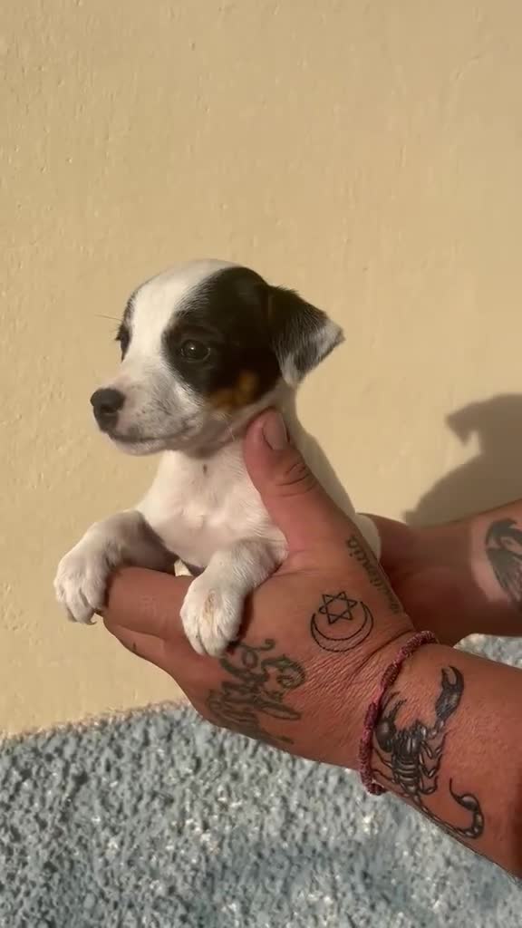 Ratonero Bodeguero Andaluz perros en venta: Bodegueros  - Video 2