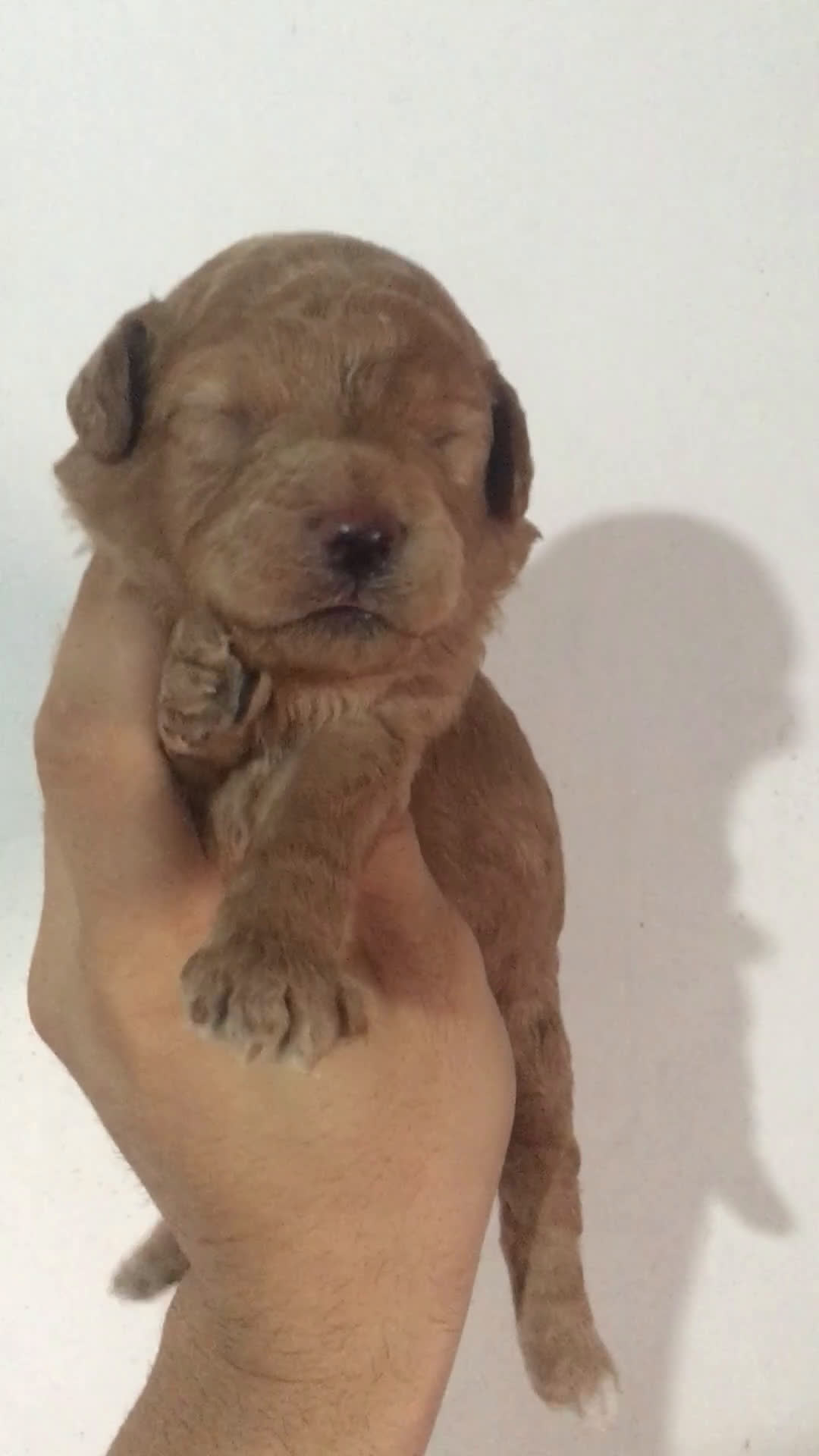 Maltipoo perros en venta: IMPRESIONANTES MALTIPOO CALIDAD en Murcia - Video 1