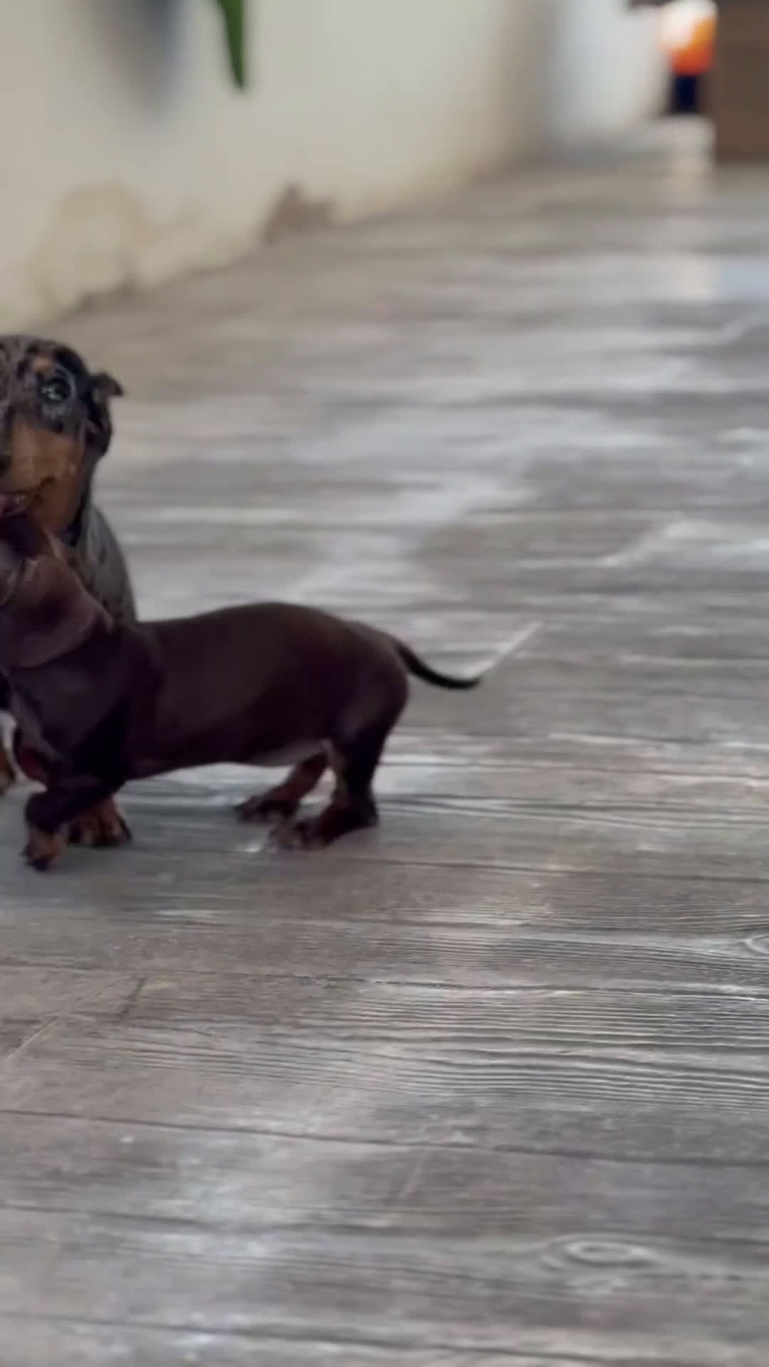Teckel Miniatura perros en venta: 🐾 Gregorio y Aura – Teckel especiales 🐾 - Video 1