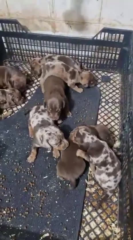 Teckel perros en venta: Camada de teckel Miniatura chocolate y arlekin  - Video 1