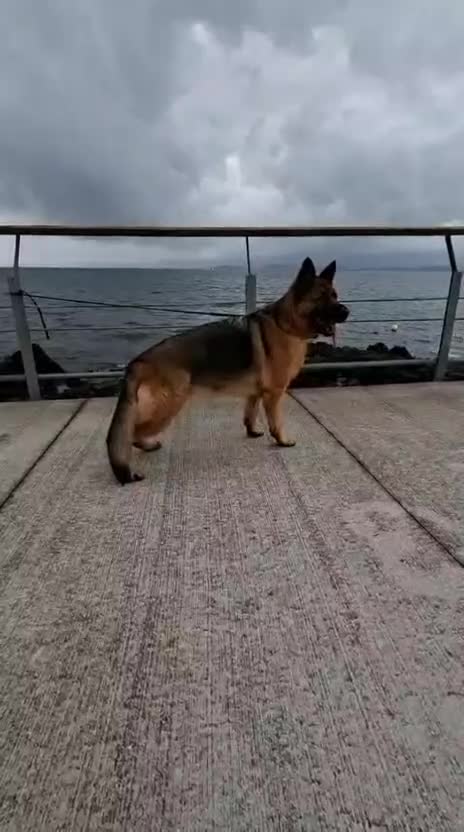 Pastor Alemán perros en venta: Cachorros pastor alemán  - Video 1