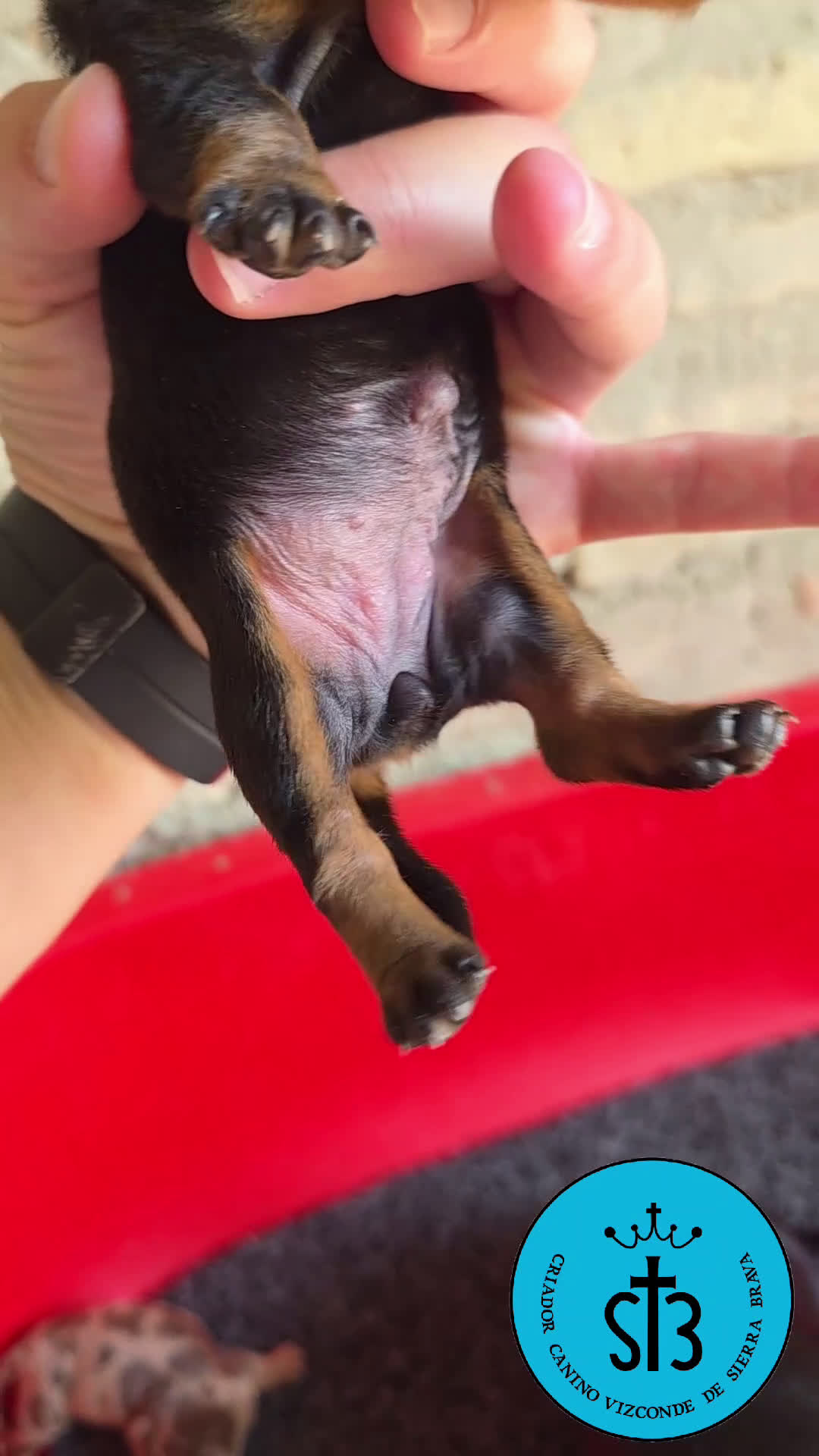 Teckel Miniatura perros en venta: TECKEL MINIATURA PEDEGREE  - Video 5