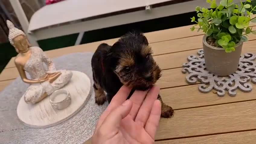 Yorkshire Terrier perros en venta: Yorkshire terrier - Video 2