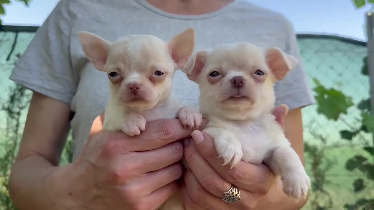 Chihuahua perros en venta: CHIHUAHUAS - Video 2