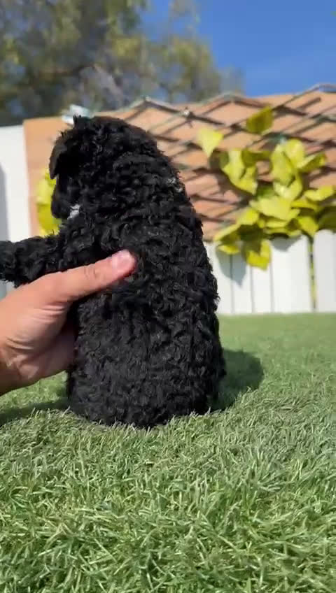 Perro de Agua Español perros en venta: PERRO DE AGUA  - Video 2