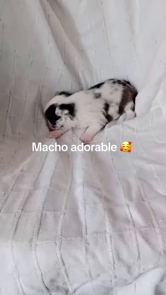 Chihuahua perros en venta: Chihuhua macho merle - Video 1