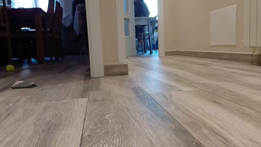 Teckel perros en venta: Teckel - Video 1