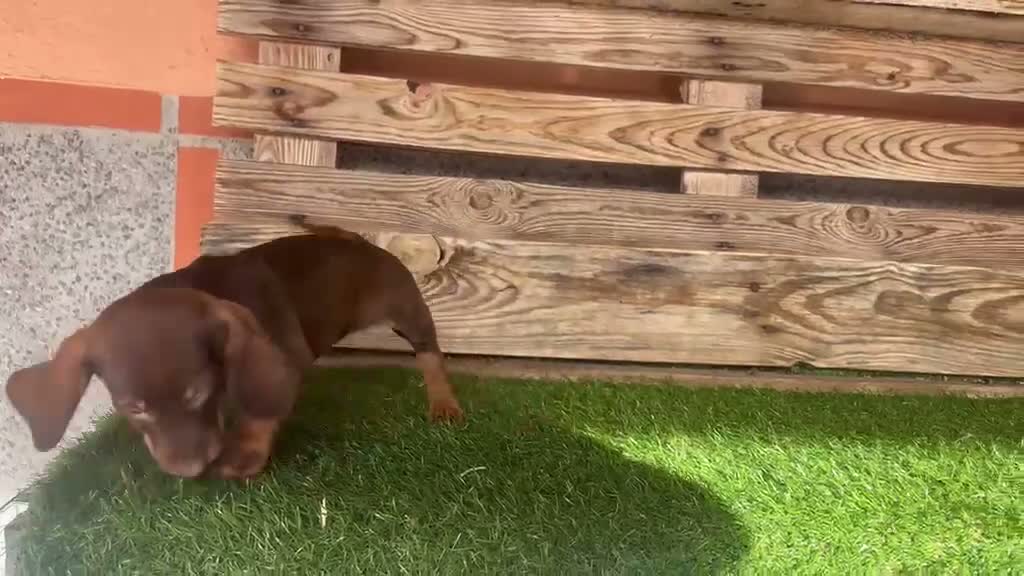Teckel perros en venta: Teckel toy - Video 1