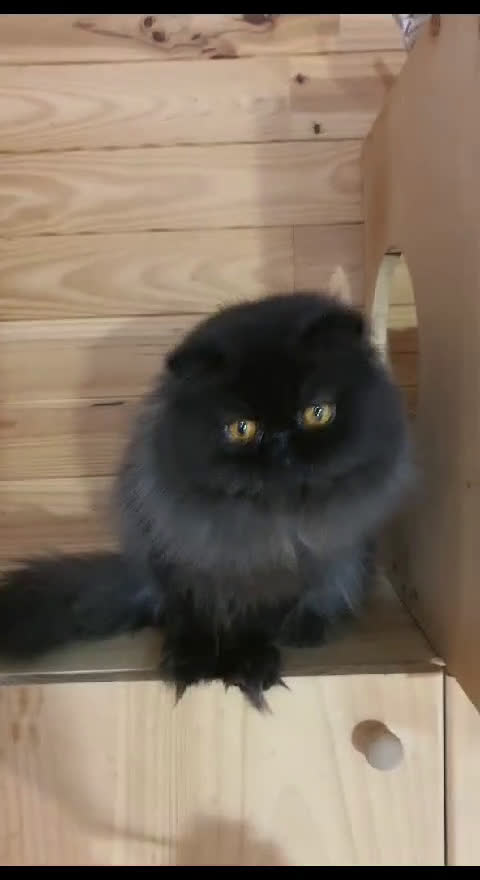 Persa gatos en adopcion: Precioso Gato Persa Macho - Video 1