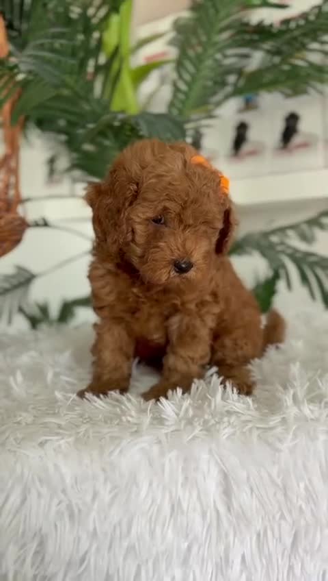 Caniche Toy perros en venta: CANCIHE ROJO - Video 3